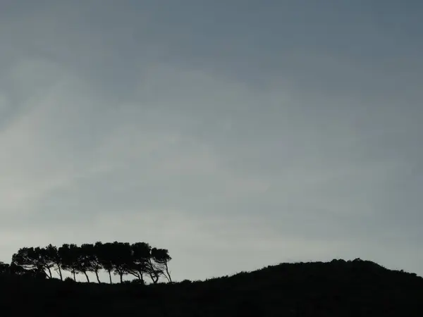 山の上にいくつかの傾斜木のシルエットを示すミニマルな自然写真 — ストック写真