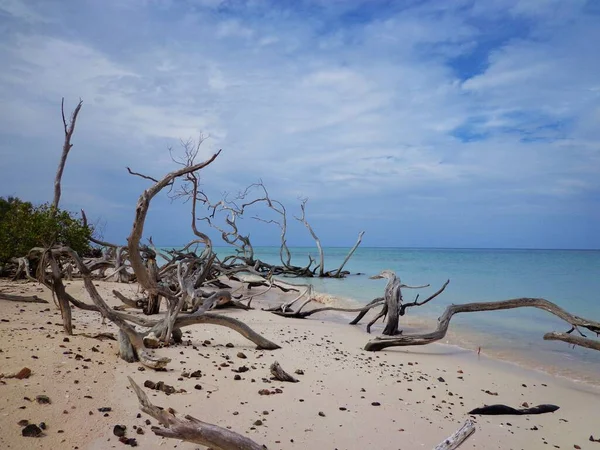 Cayo Jutias Παραλία Καραϊβική Θαλασσογραφία Στην Κούβα Κλαδιά Στην Άμμο — Φωτογραφία Αρχείου