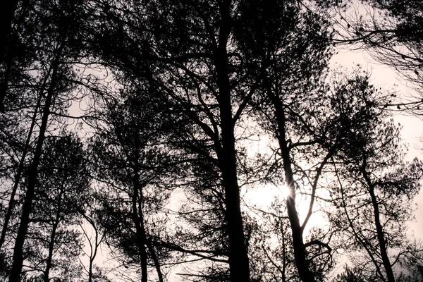 Alberi Una Foresta Sole Bianco Nero — Foto Stock
