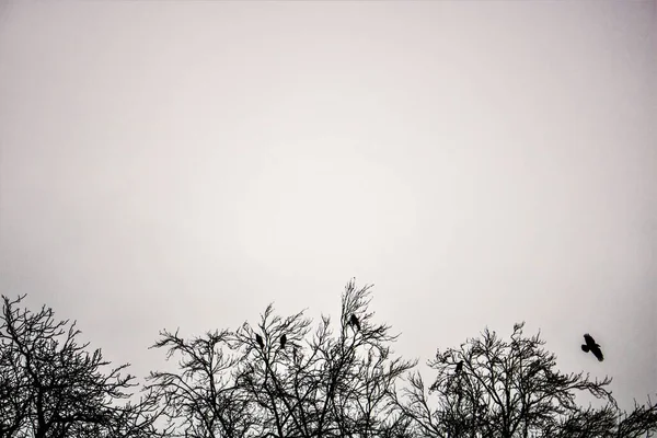 Minimalist picture of some ravens over some trees in black and white