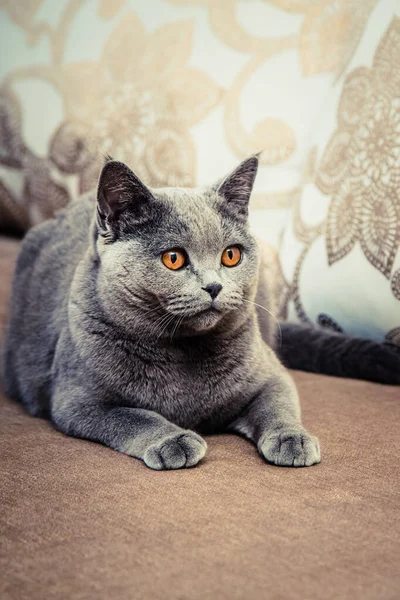 Cute grey cat on the sofa. Cat has expressive brown eyes. And cat very playful and emotional.
