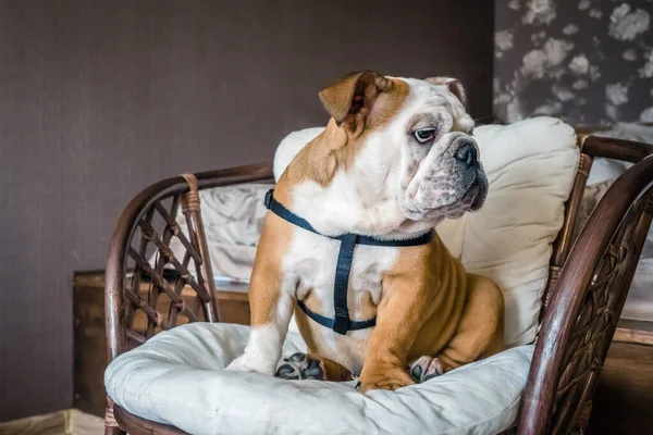 Thinking and lazy English bulldog on a chair. Cute bulldog looks and thinks about something. Cute English bulldog looks and waits it