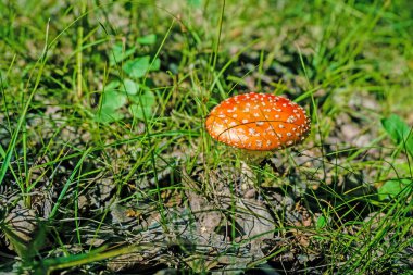 Ormandaki mantar, yeşil çimlerin arasındaki çalılık.. 