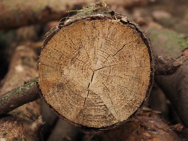 Cut tree rings. Wood log texture