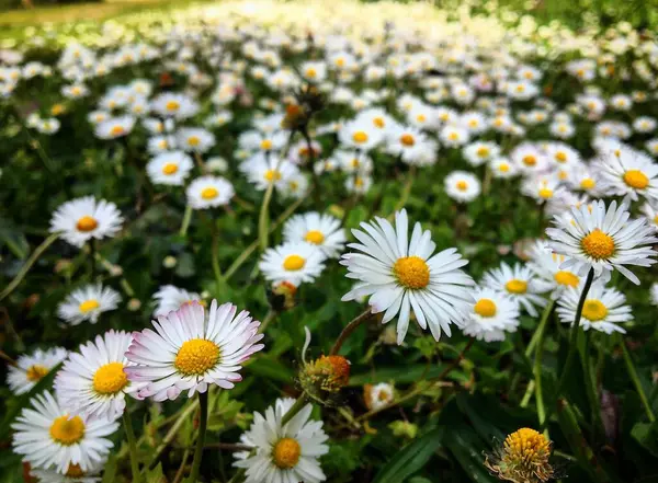 Una Alfombra Fresca Primavera Margaritas — Foto de Stock