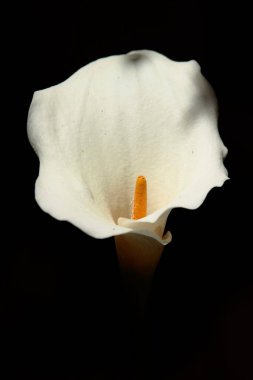 Siyah arkaplanda beyaz zambak