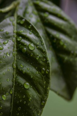 Üzerinde yağmur damlaları olan yeşil turuncu yapraklar.