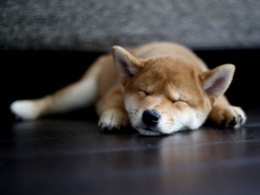 Siba Inu köpek yavrusu