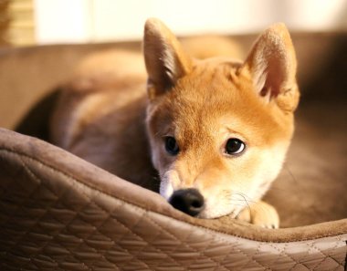 Siba Inu köpek yavrusu