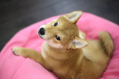 Siba Inu köpek yavrusu