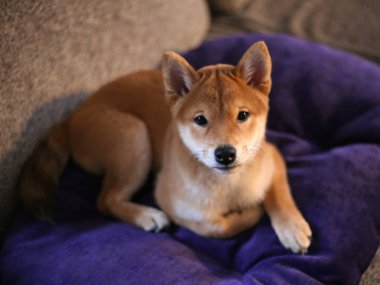  Siba-inu köpek yavrusu, şirin köpek yavrusu