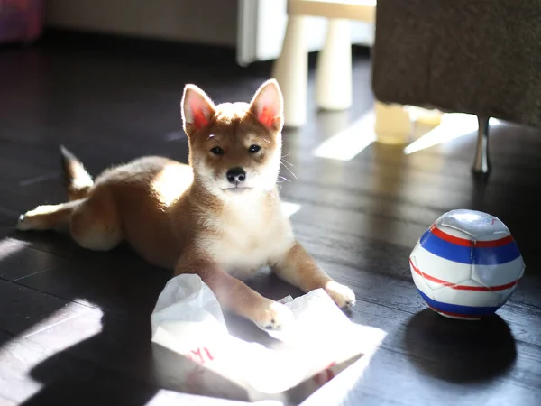 柴犬子犬可愛い子犬 — ストック写真