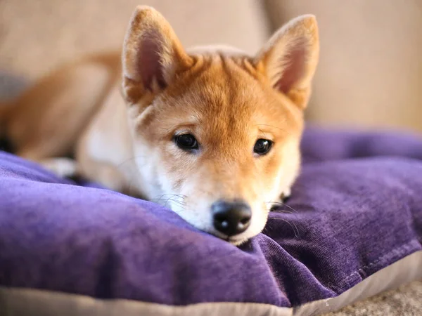 Cãozinho Siba Inu Cãozinho Bonito — Fotografia de Stock