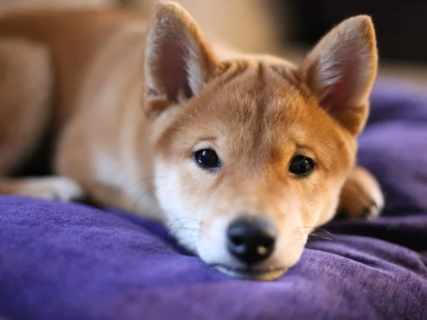 柴犬子犬可愛い子犬 — ストック写真