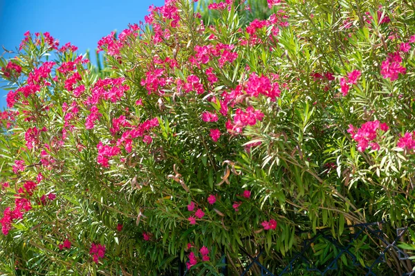 Цветущие Айва Дерево Розовые Цветы Выглядят Красиво Среди Зеленых Листьев — стоковое фото