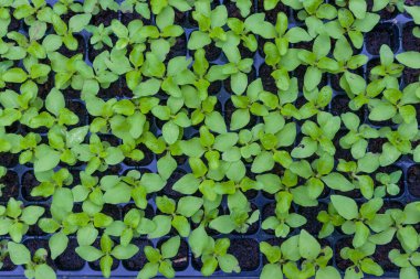 Çimen yatağında yeşil doğal yaprak