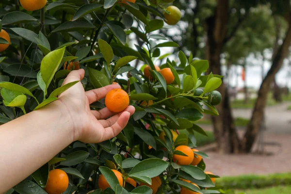 Left Female Hand Touch Orange Fruit Orange Tree — Stock Photo, Image