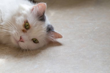 Kedi kafası yerde yatıyor ve üzgün görünüyor. Portre, arkaplan, kapat.