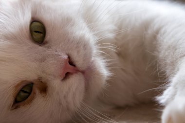 Kedi yerde yatıyor ve üzgün görünüyor. Portre, arkaplan, kapat.