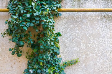Büyük gri beton bir duvara karşı yeşil bir bitki. Yüksek kalite fotoğraf