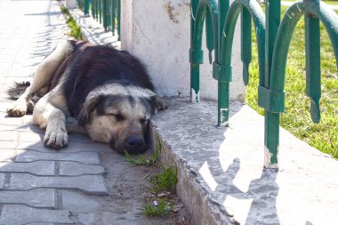 Büyük köpek sokakta uyuyor, çitlere yapışıp kalmış. Hüzünlü vahşi yaşam.