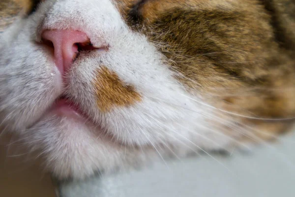 Cat sleep on a table with big spot on the face. Portrait, background, close up.
