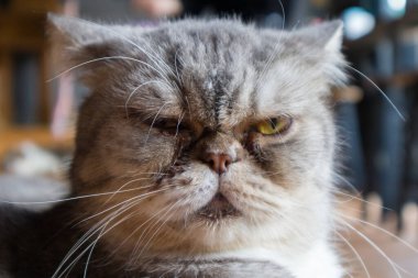 Ciddi kedi yorgun ve garip görünüyor. Portre, kapat..