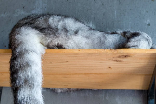 Gato Com Cauda Longa Dormir Uma Prateleira Parede Contexto — Fotografia de Stock