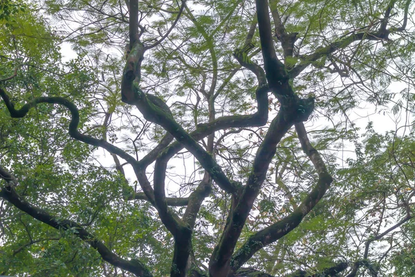 Tuhaf Uzun Dalları Olan Büyük Bir Ağaç — Stok fotoğraf