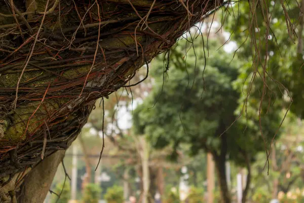 Grote Boom Met Vreemde Takken Een Park — Stockfoto