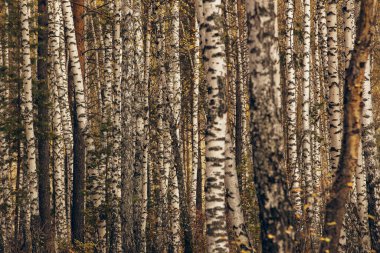 Ağaçlardan ve ağaç kabuklarından yapılmış bir duvar gibi. Doğal arkaplan 