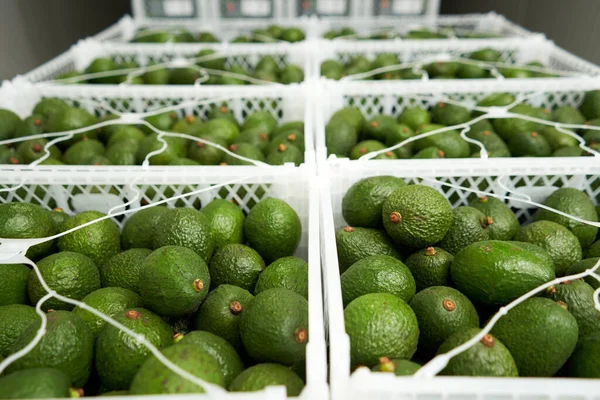 Avocadokörbe Für Den Export — Stockfoto