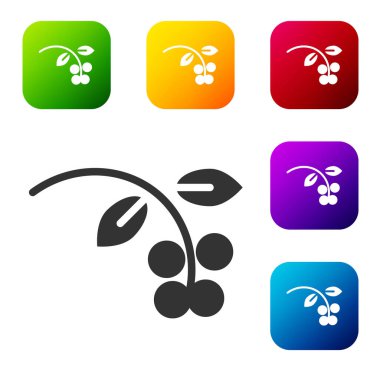 Siyah kahve çekirdeği, beyaz arka planda yaprak ve böğürtlen ikonu olan bir dal. Yapraklı bitki, dut, meyve, tohum. Renkli kare düğmelerle simgeleri ayarla. Vektör İllüstrasyonu