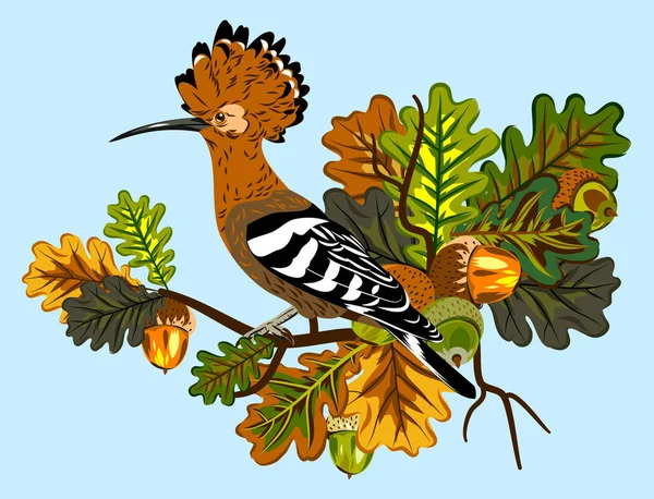 Hoopoe Con Ramas Roble — Vector de stock