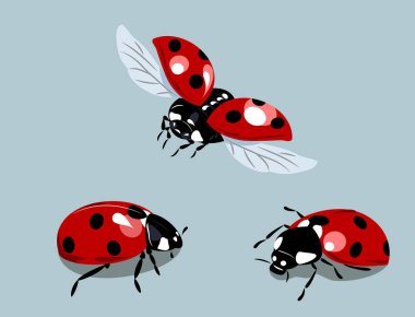 ladybirds görüntüleri bir dizi