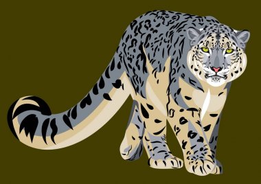 güzel bir kar leoparı, vahşi kedi portresi