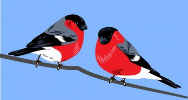 Bir dal üzerinde oturan bullfinches