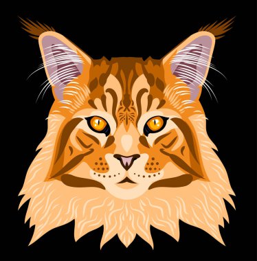 Maine Coon kedi portresi
