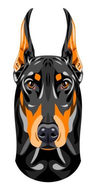 Köpek Doberman portresi