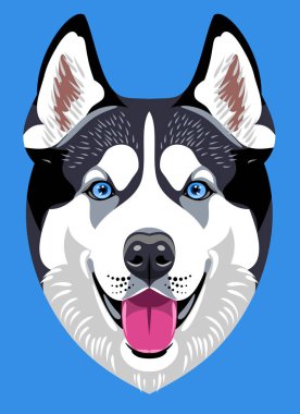 Husky köpek doğurmak portresi