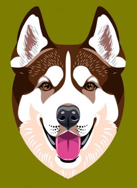 Husky köpek doğurmak portresi