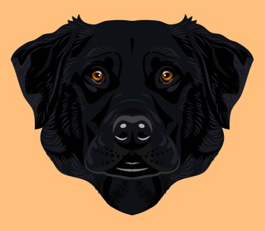 labrador köpek doğurmak portresi