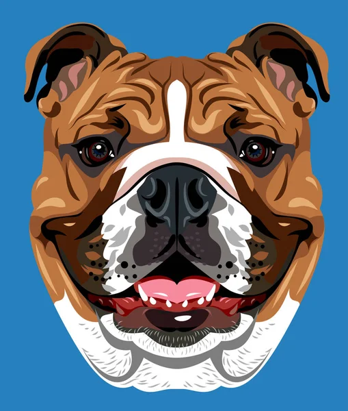 Angol Bulldog Portréja — Stock Vector