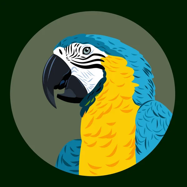 Portrait Macaw Parrot — Stock Vector