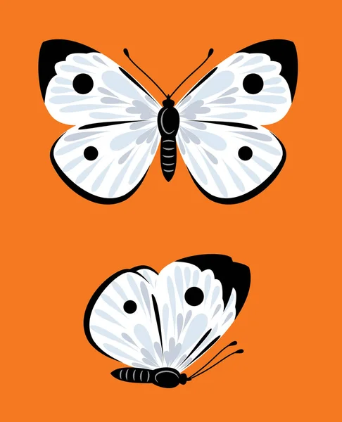 Conjunto Imágenes Mariposas — Vector de stock