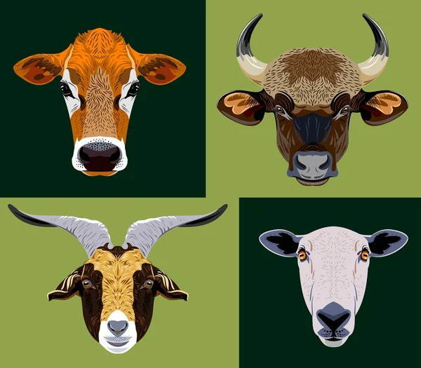 家养山羊 公牛和母牛的肖像集 — 图库矢量图片