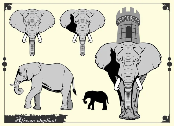 아프리카 코끼리의 — 스톡 벡터