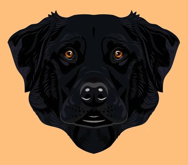 Retrato Uma Raça Cão Labrador —  Vetores de Stock