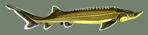 Sturgeon Beeld Marine Leven — Stockvector