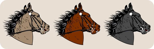 Конный Портрет Арабских Лошадей — стоковый вектор